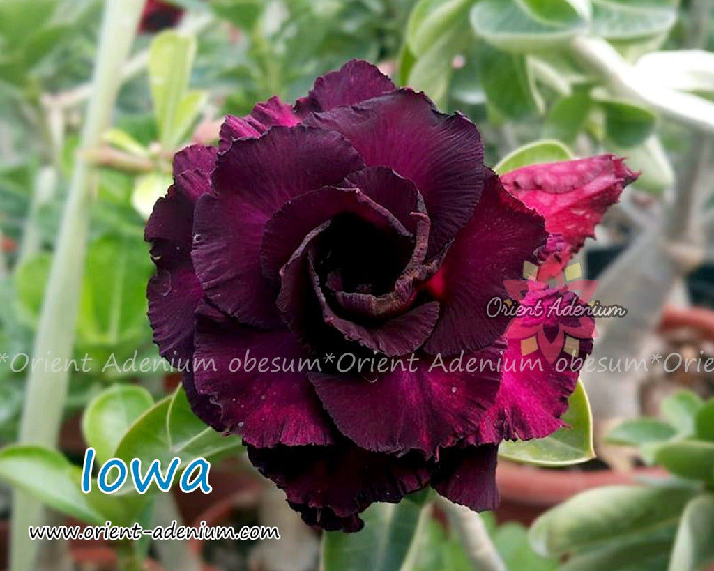 Adenium obesum Iowa Grafted plant