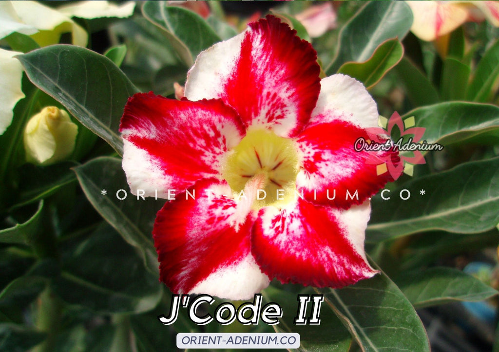 Adenium obesum J'code II seeds