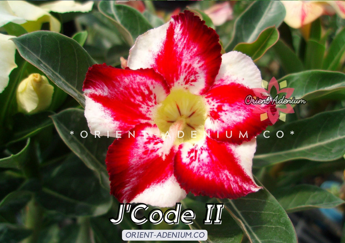 Adenium obesum J'code II seeds