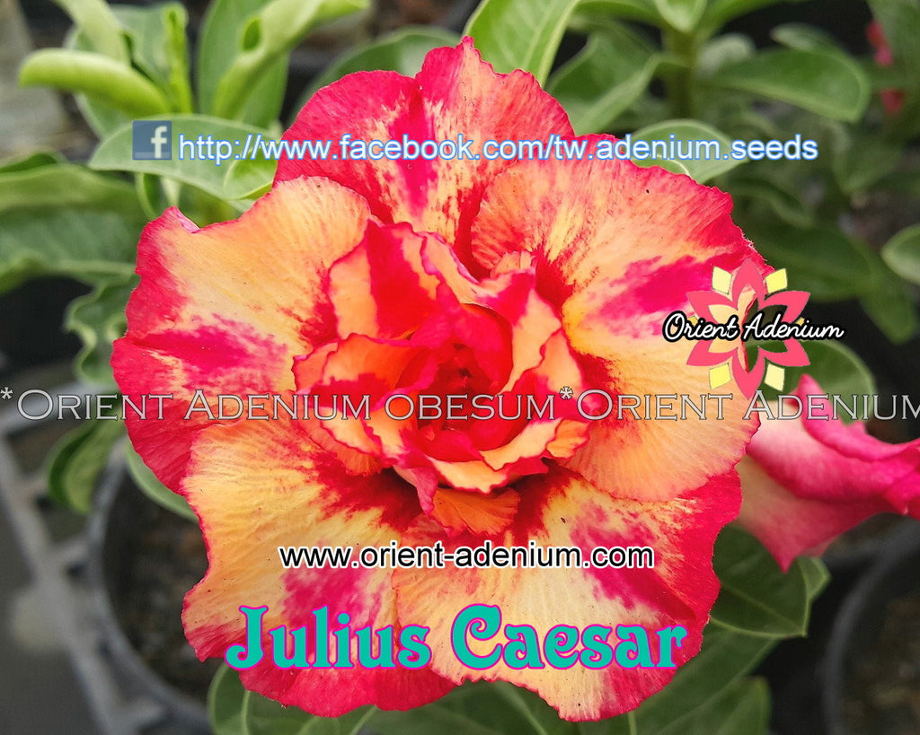 Adenium obesum Julius Caesar Grafted plant
