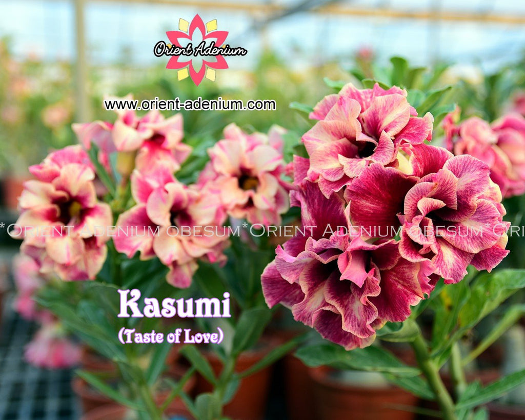 Adenium obesum Kasumi (Taste of Love) seeds