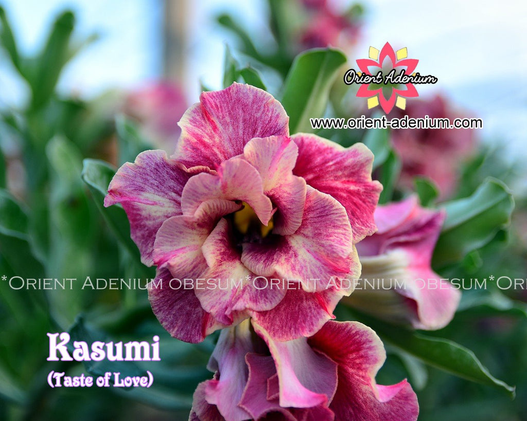 Adenium obesum Kasumi (Taste of Love) seeds