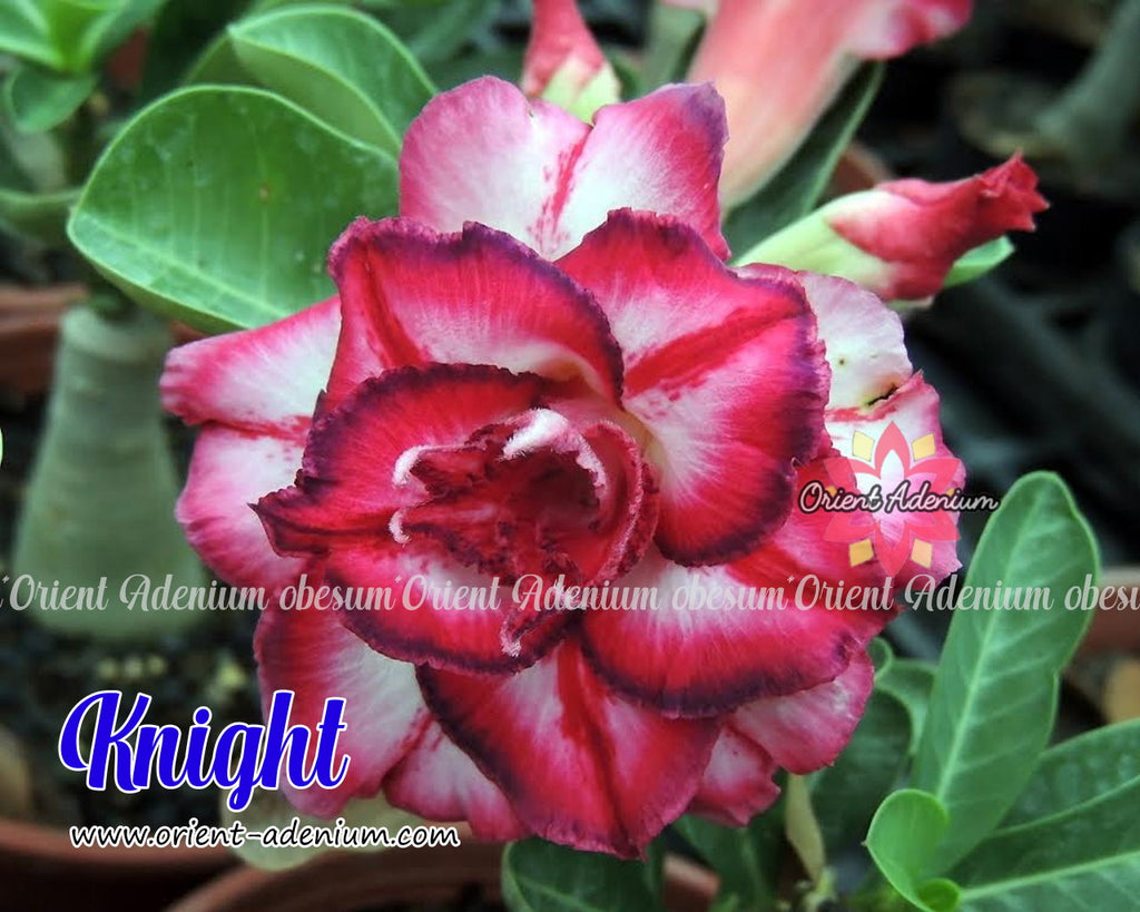 Adenium obesum Knight Grafted plant