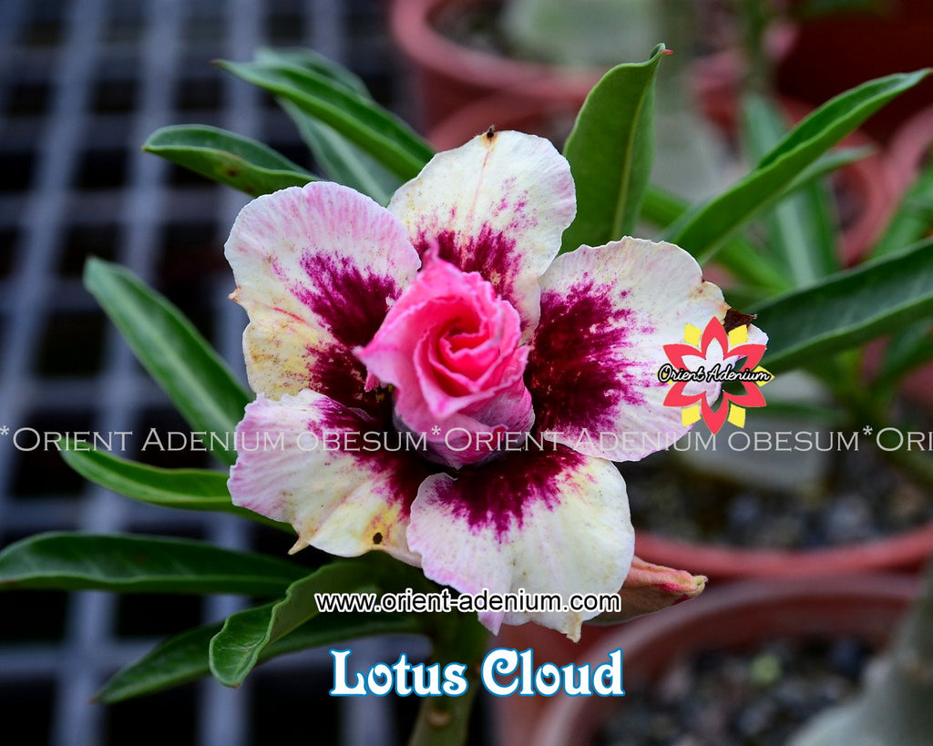 Adenium obesum Lotus Cloud Grafted plant