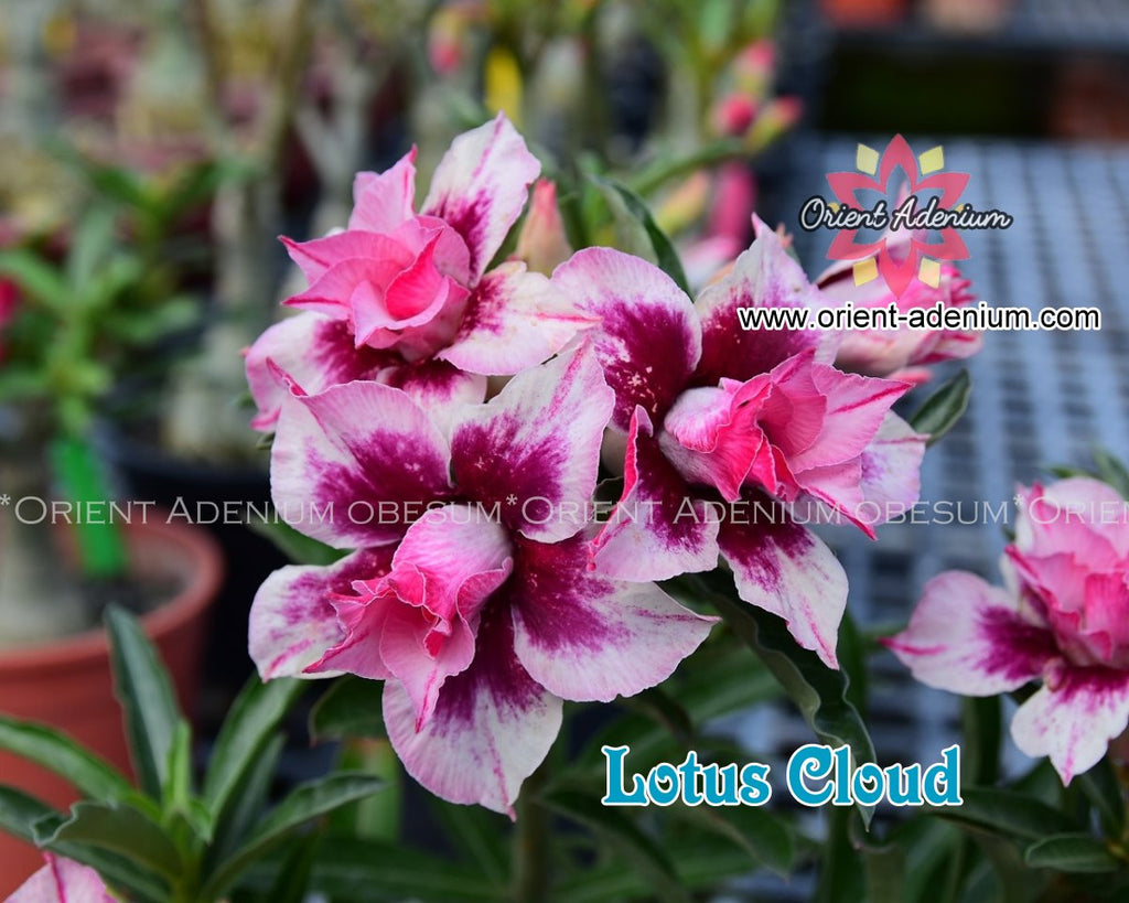 Adenium obesum Lotus Cloud seeds