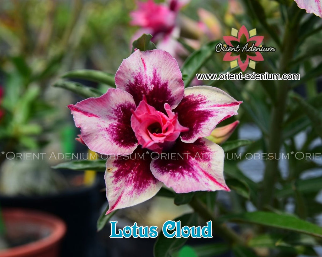 Adenium obesum Lotus Cloud seeds