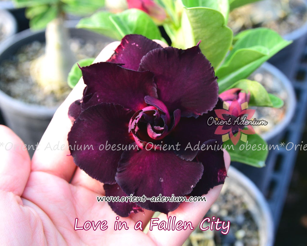 Adenium obesum Love in a Fallen City seeds