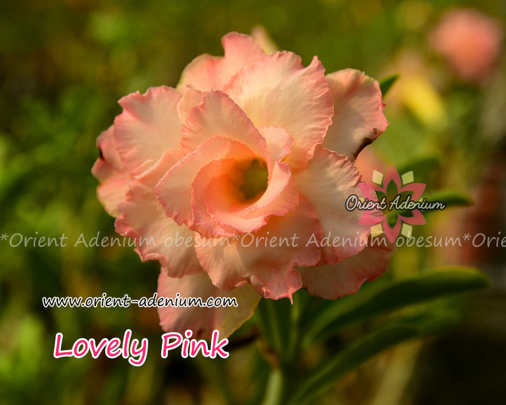 Adenium obesum Lovely Pink Grafted plant