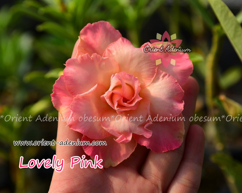 Adenium obesum Lovely Pink Grafted plant