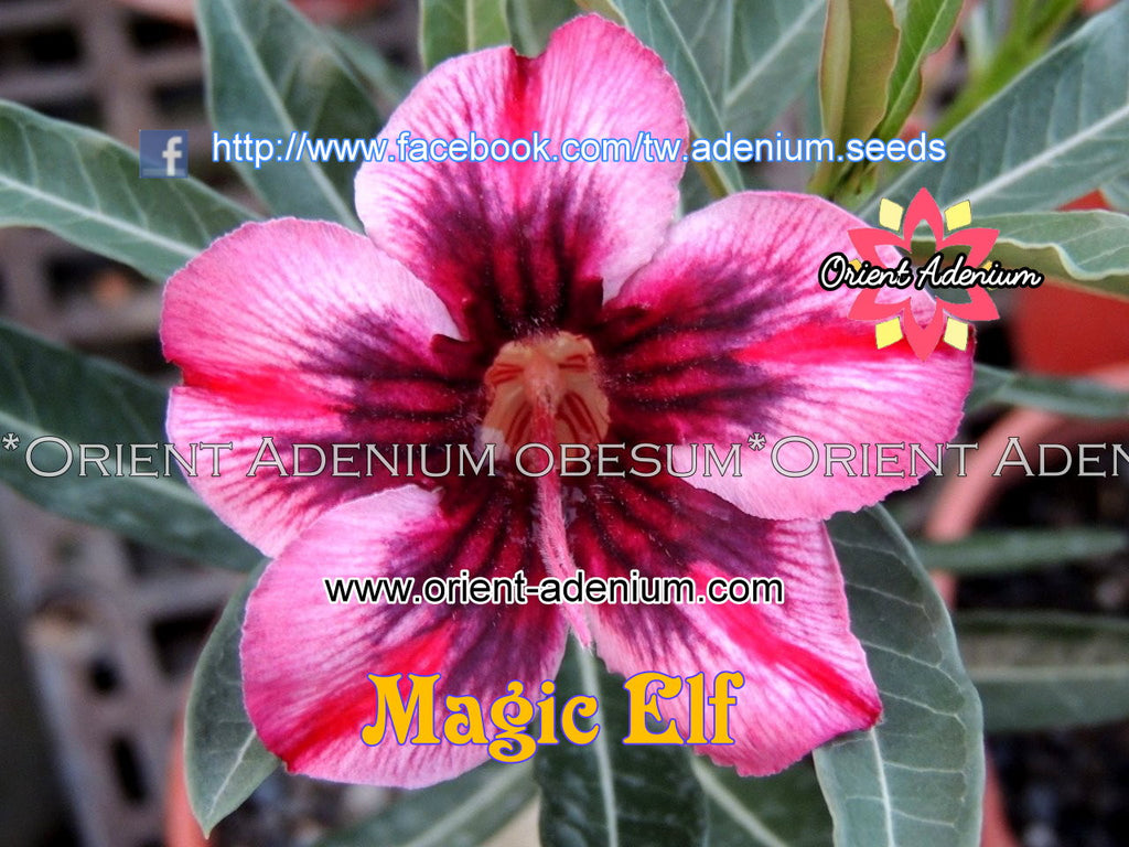 Adenium obesum Magic Elf Grafted plant