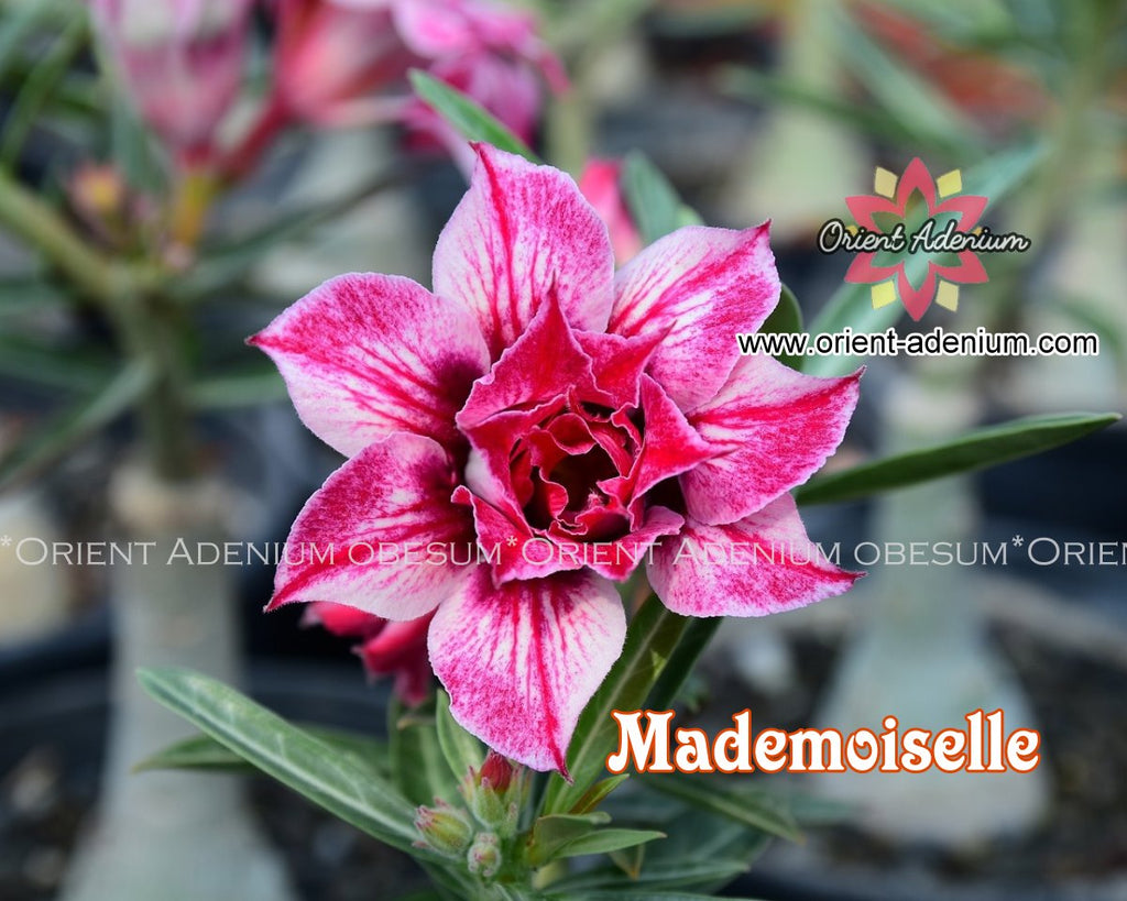Adenium obesum Mademoiselle seeds