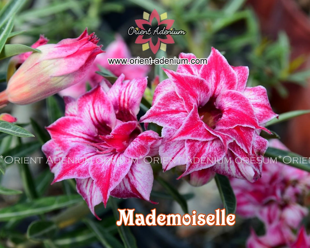 Adenium obesum Mademoiselle Grafted plant