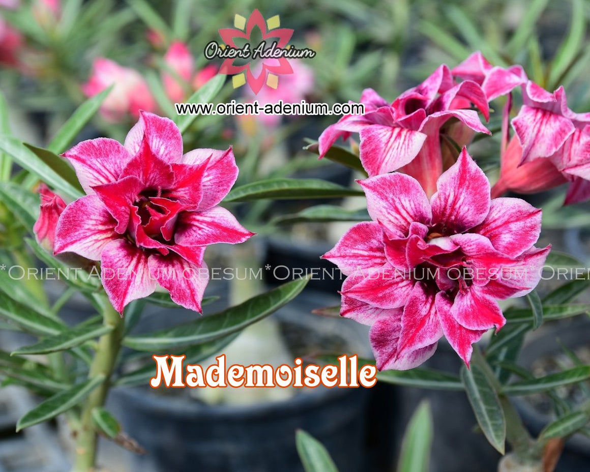 Adenium obesum Mademoiselle seeds