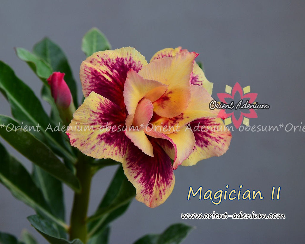 Adenium obesum Magician II Grafted plant