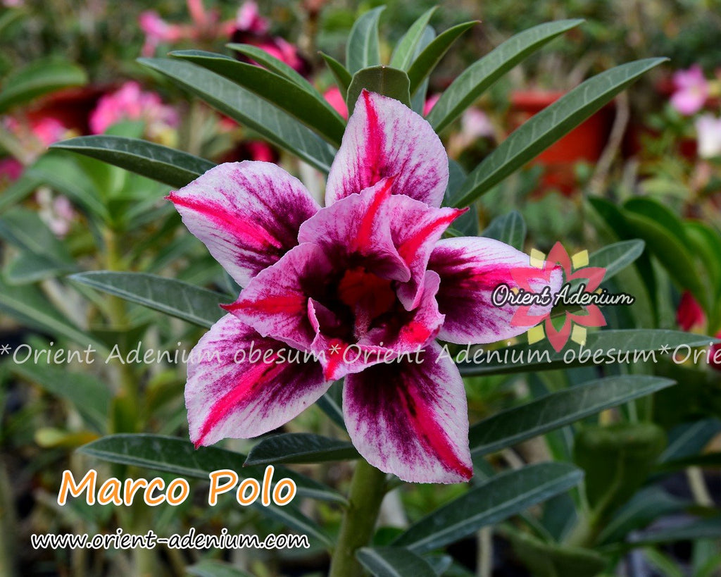 Adenium obesum Marco Polo seeds