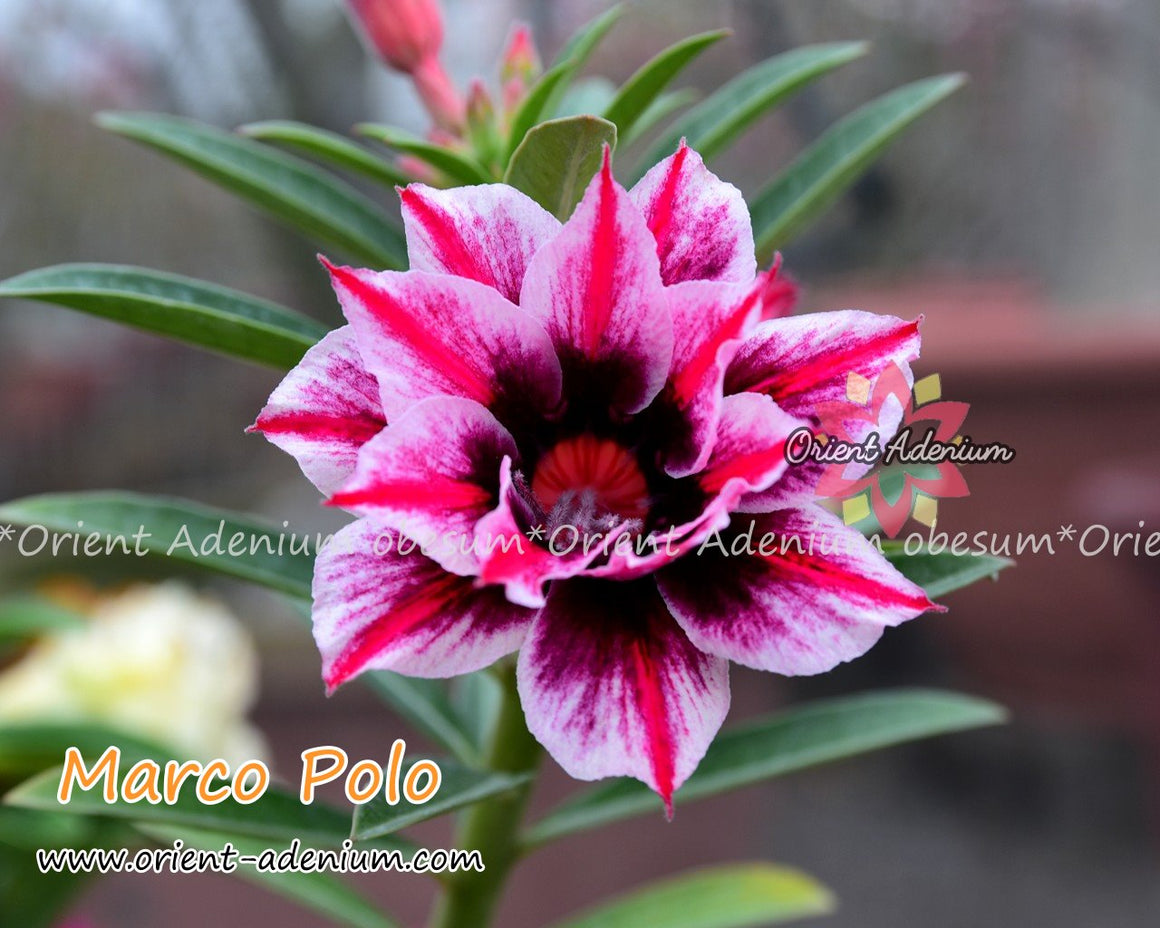 Adenium obesum Marco Polo seeds