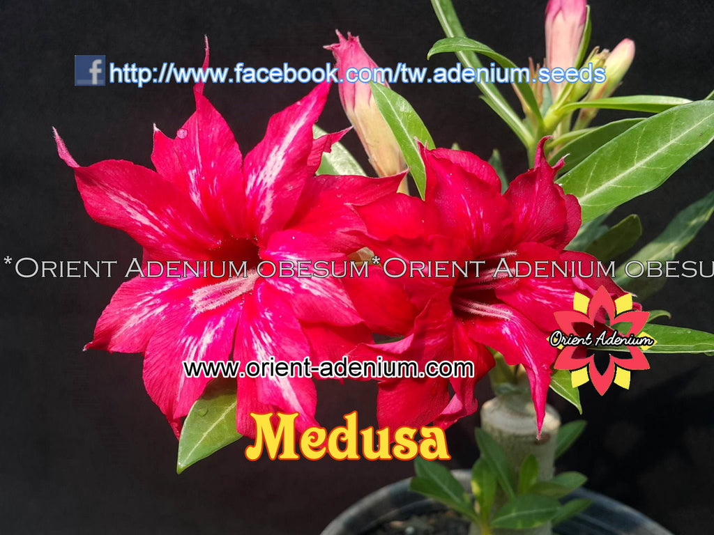 Adenium obesum Medusa Grafted plant