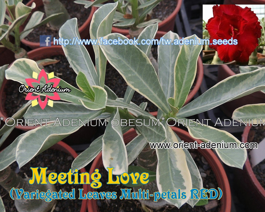 Adenium Variegated Leaves -Meeting Love