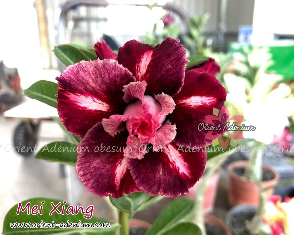 Adenium obesum Mei Xiang Grafted plant