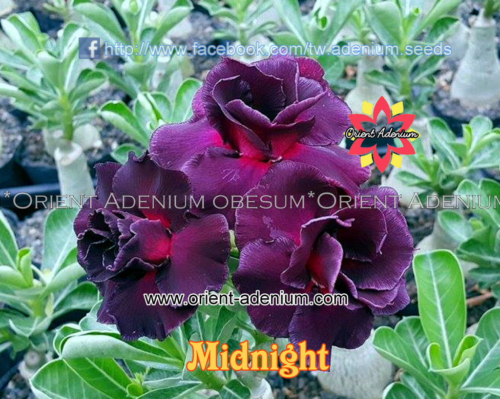 Adenium obesum Midnight Grafted plant