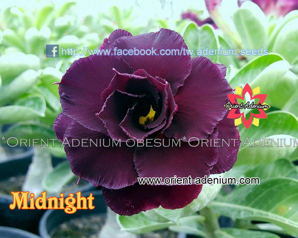 Adenium obesum Midnight seeds