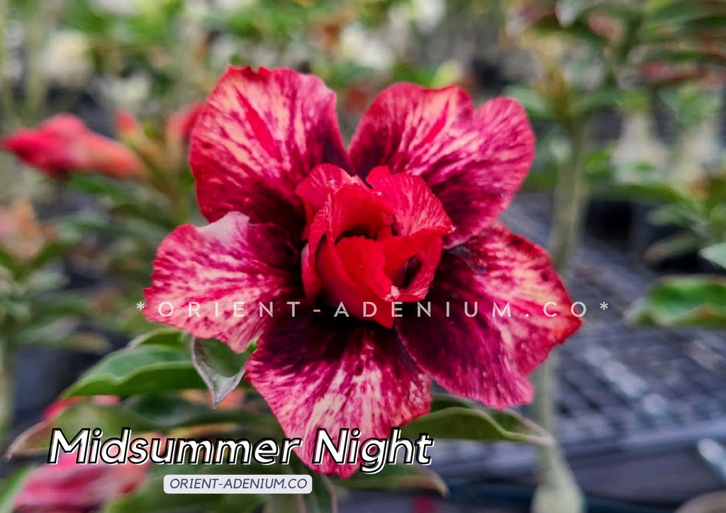Adenium obesum Midsummer Night Grafted plant