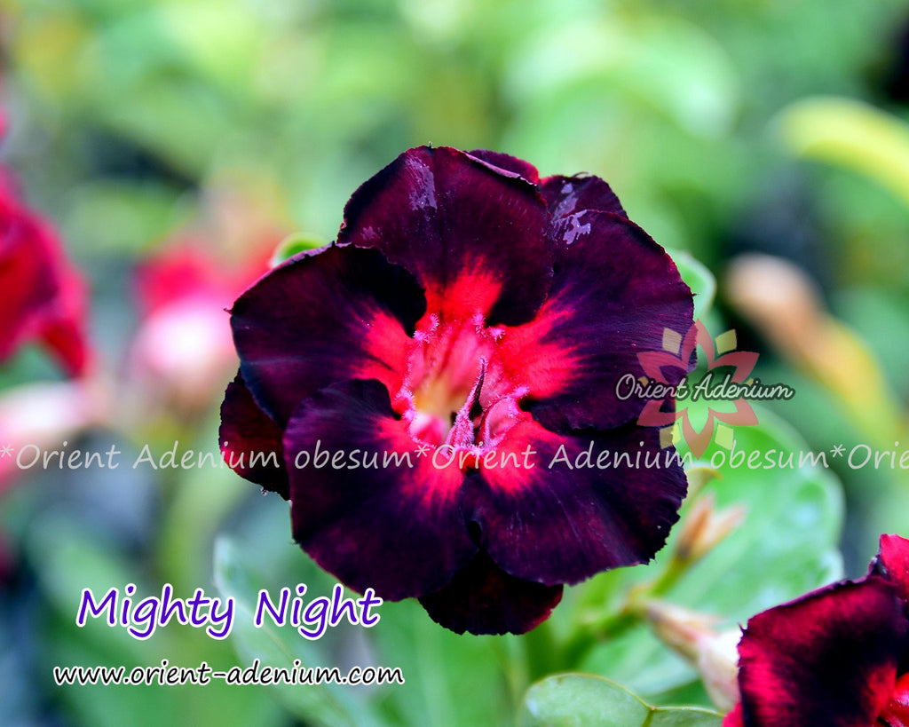 Adenium obesum Mighty Night seeds