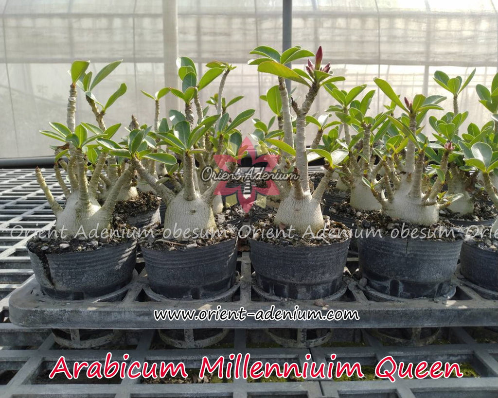 Arabicum Millennium Queen Seedling (3 inches pot)