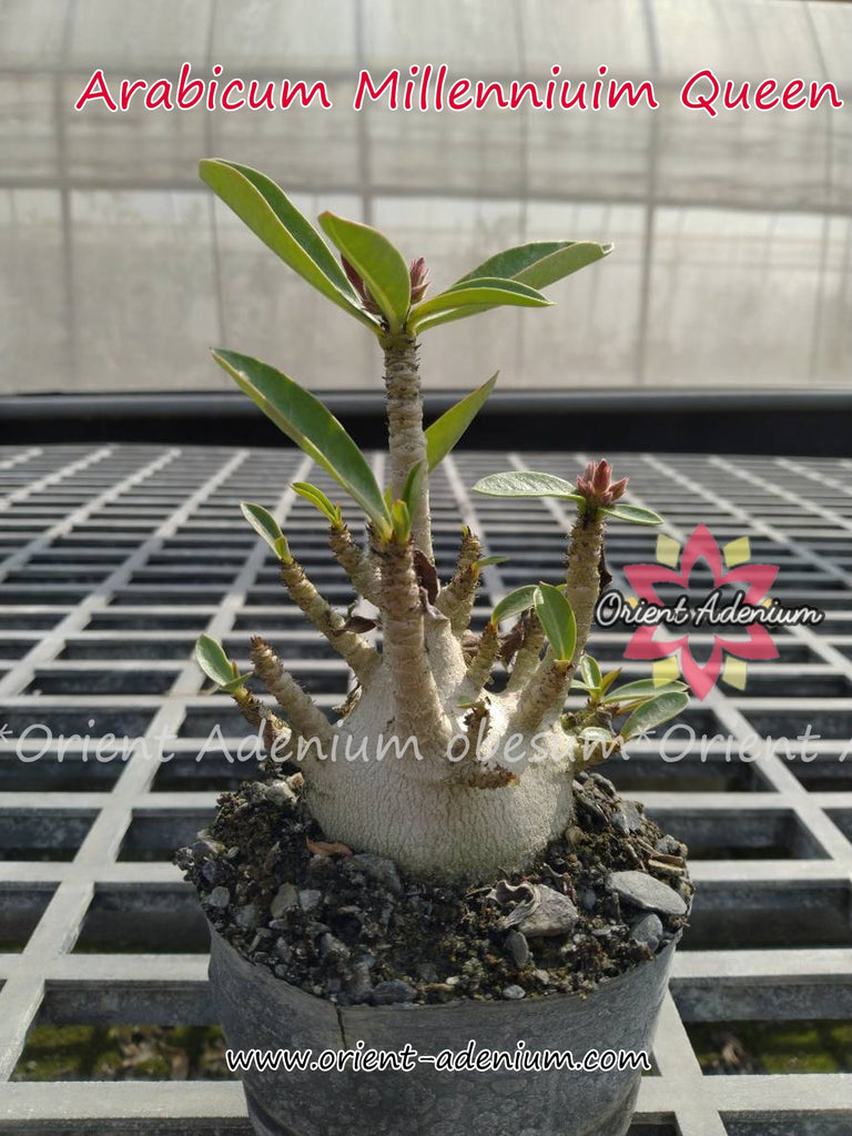 Arabicum Millennium Queen Seedling (3 inches pot)