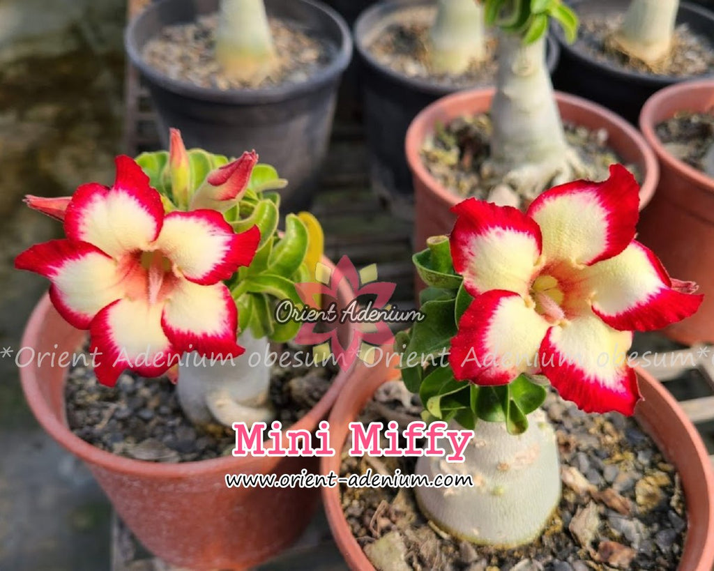 Adenium Mini Miffy Grafted Plant
