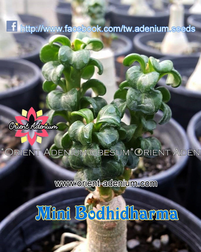 Adenium Mini Bodhidharma Grafted plant