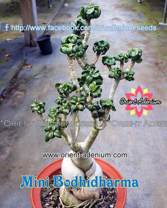 Adenium Mini Bodhidharma Grafted plant