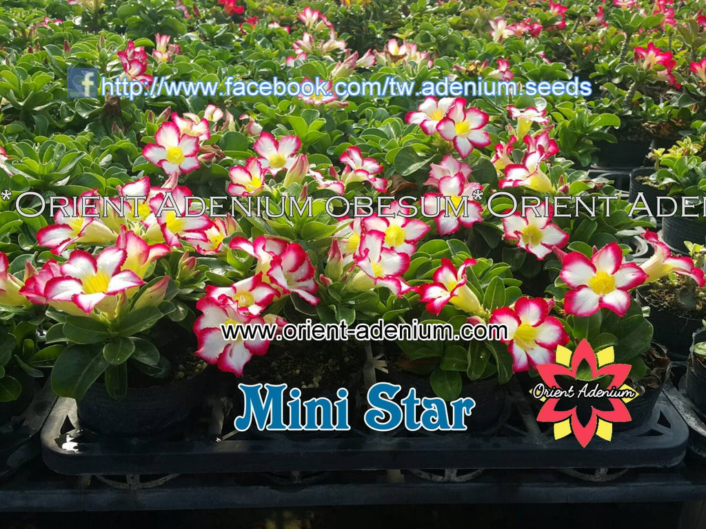 Adenium Mini Size Star Grafted Plant