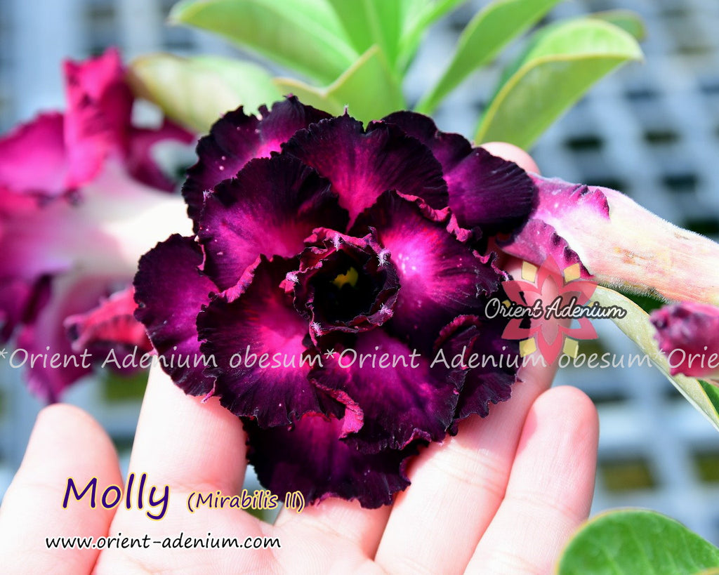 Adenium obesum Molly (Mirabilis II) Grafted plant