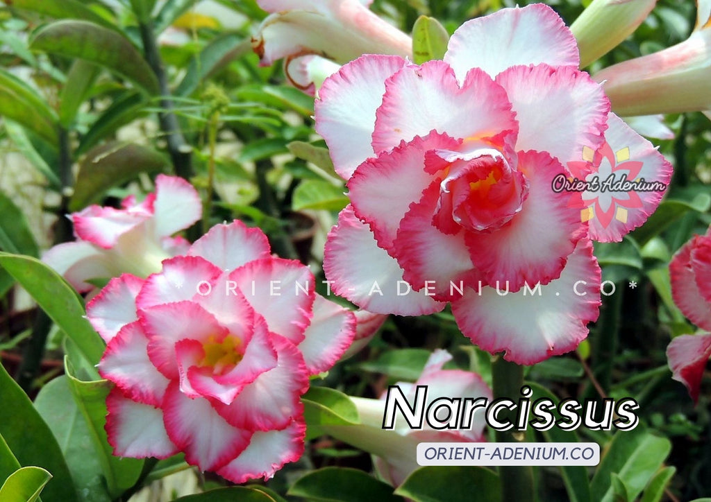 Adenium obesum Narcissus seeds
