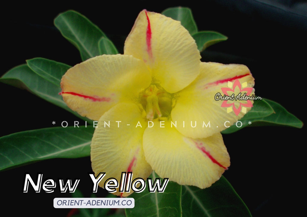 Adenium obesum New Yellow seeds