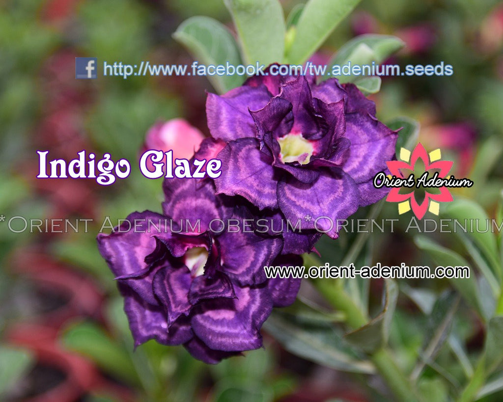 Adenium obesum Indigo Glaze Grafted plant
