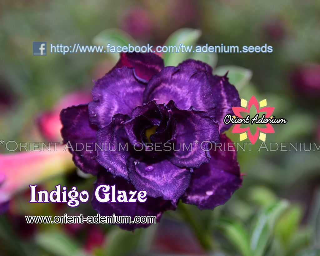Adenium obesum Indigo Glaze seeds