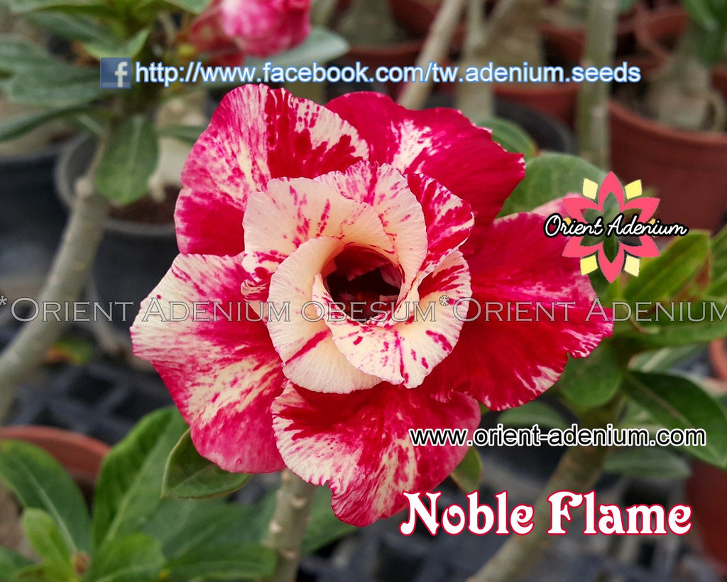 Adenium obesum Noble Flame seeds