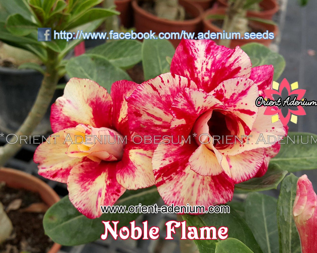 Adenium obesum Noble Flame Grafted plant