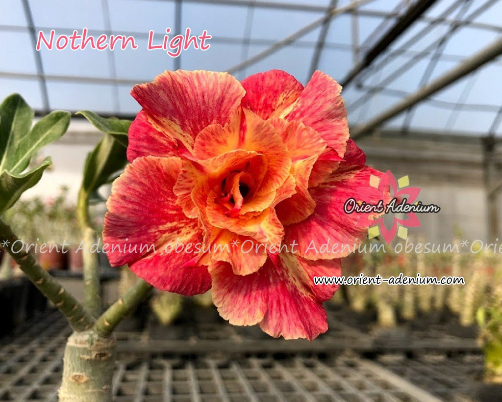 Adenium obesum Northern Light Grafted plant