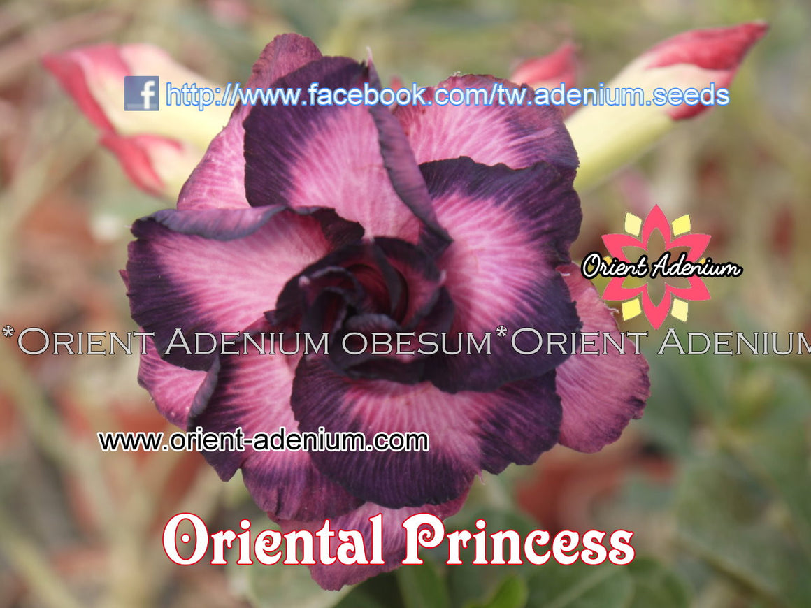 Adenium obesum Oriental Princess seeds