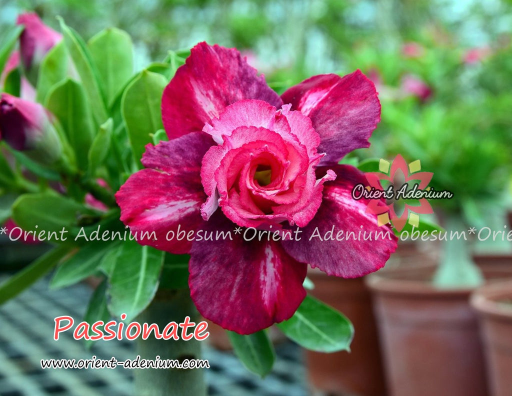 Adenium obesum Passionate Grafted plant