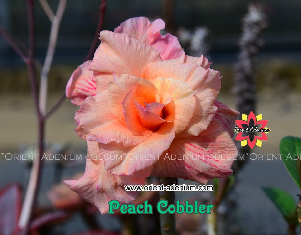 Adenium obesum Peach Cobbler Grafted plant