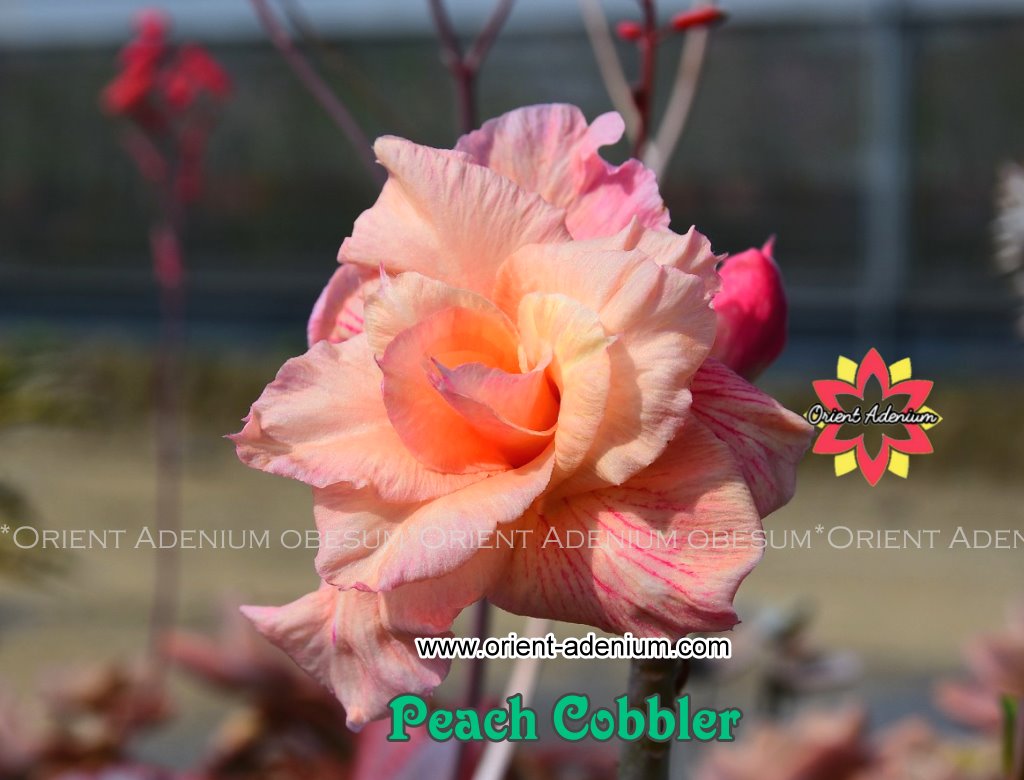 Adenium obesum Peach Cobbler Grafted plant