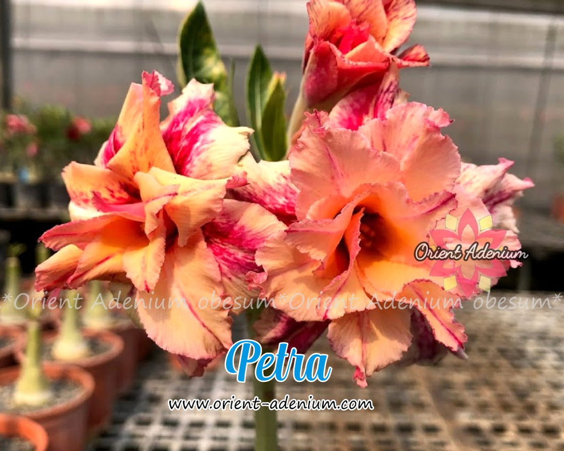 Products Page 19 - Orient Adenium online store