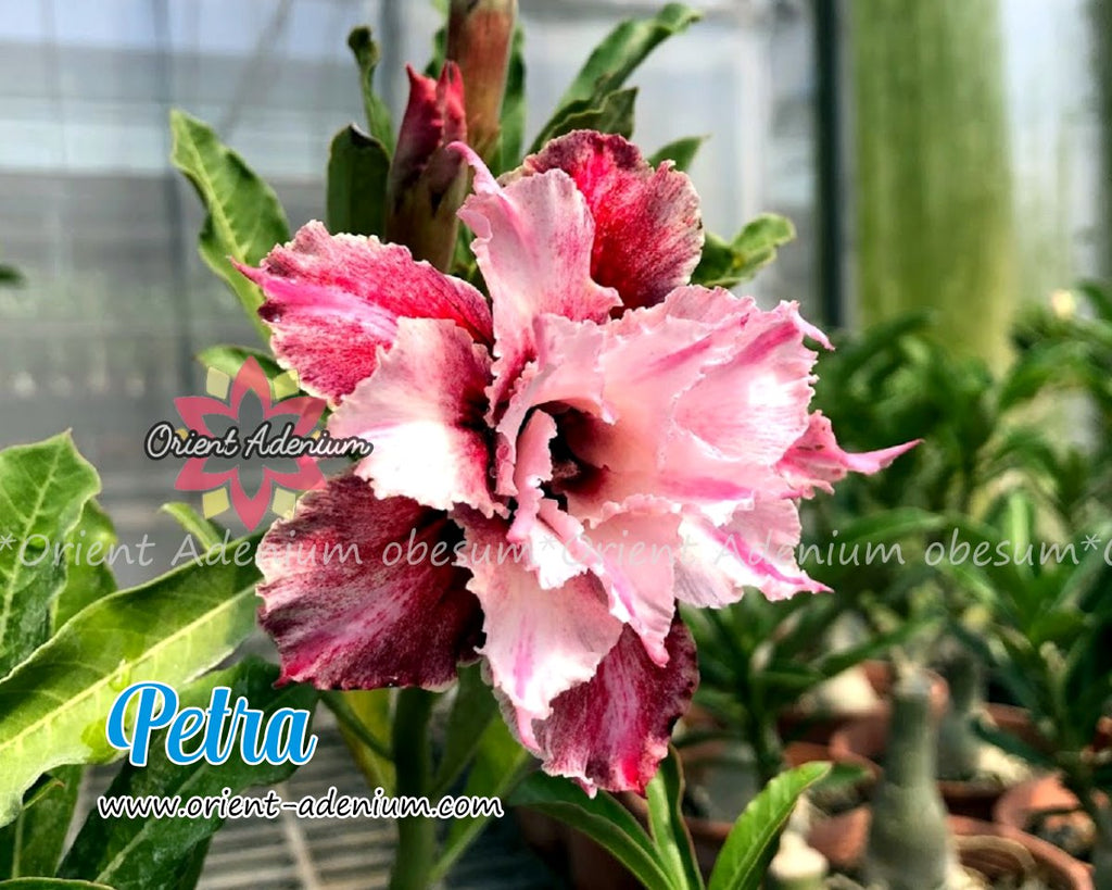 Adenium obesum Petra seeds