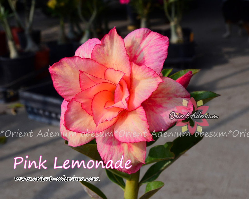 Adenium obesum Pink Lemonade Grafted plant