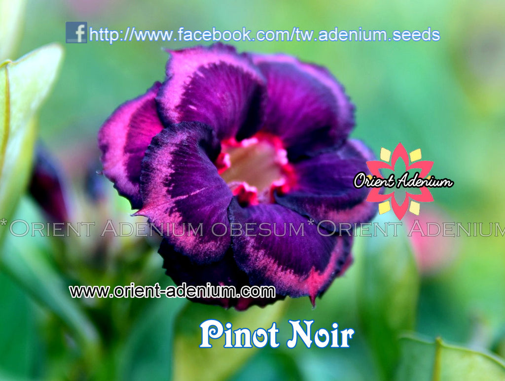 Adenium obesum Pinot Noir Grafted plant