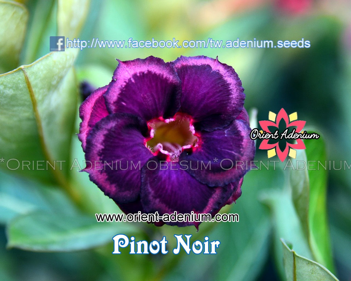 Adenium obesum Pinot Noir Grafted plant